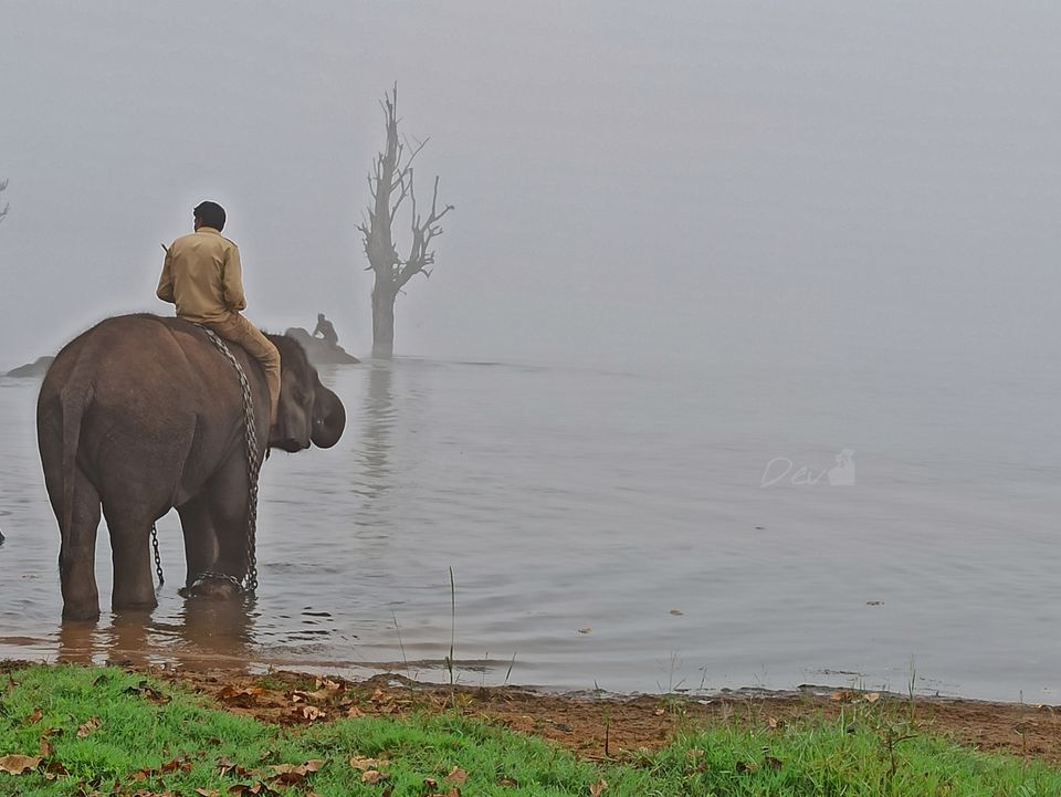 Photo of Sakrebailu Elephant Training Camp by travelfreak.dev