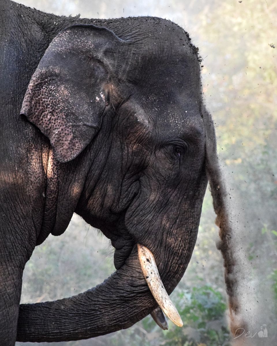 Photo of Sakrebailu Elephant Training Camp by travelfreak.dev