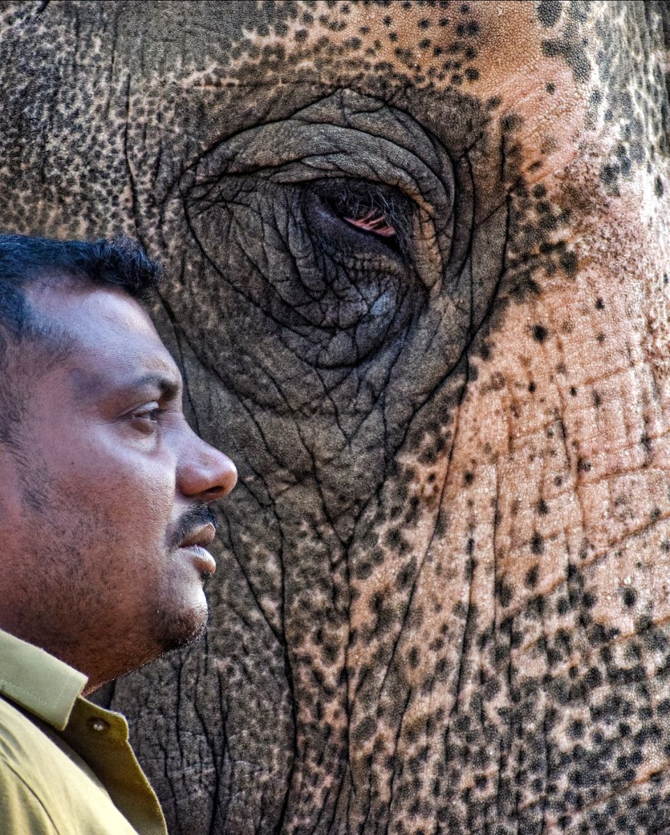 Photo of Sakrebailu Elephant Training Camp by travelfreak.dev