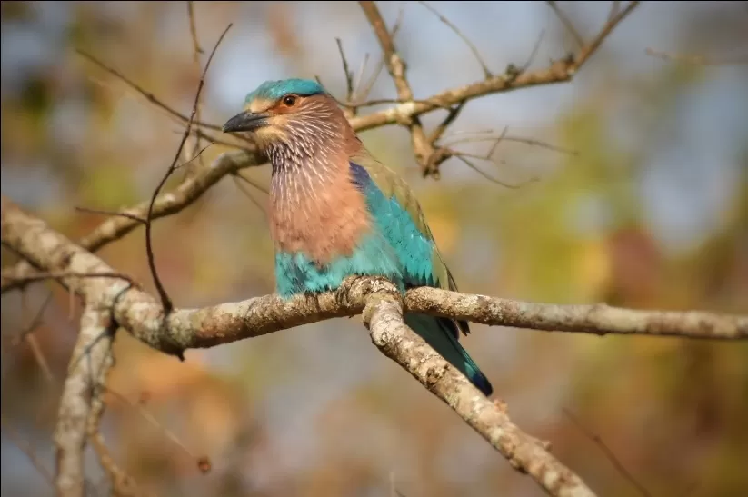 Photo of Kabini River Lodge By Sriram Singh