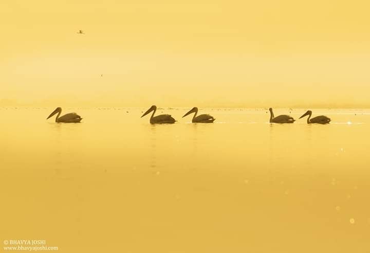 Photo of Boating and Birding 4/8 by Bhavya Joshi