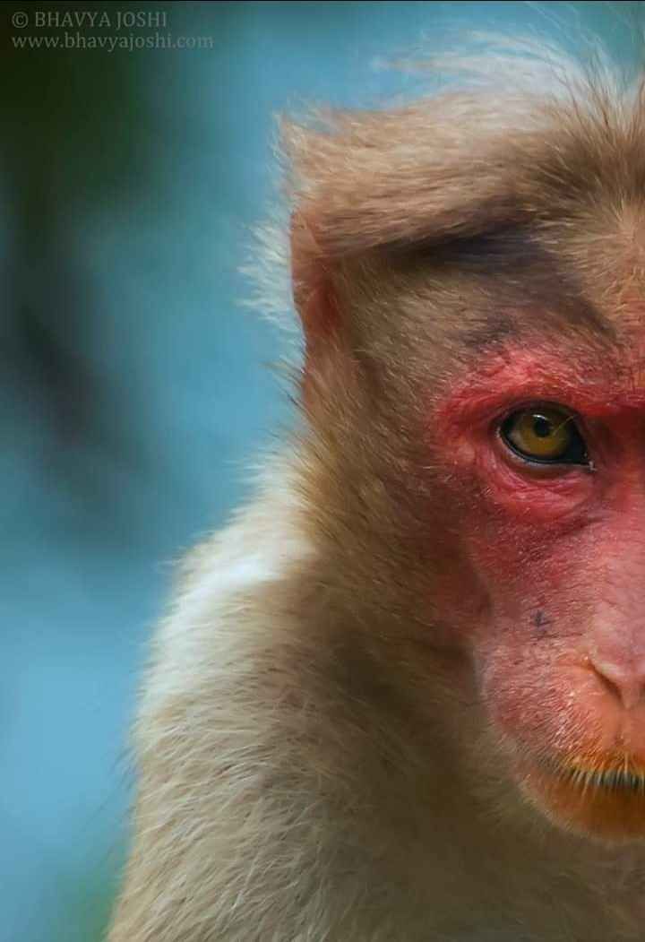 Photo of Wild Panchmarhi by Bhavya Joshi