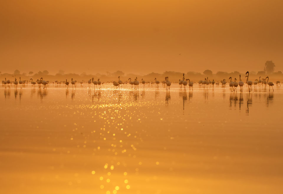 Photo of Boating and Birding by Bhavya Joshi
