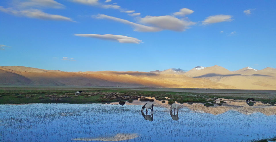 Photo of Ladakh Wildlife expedition by Bhavya Joshi