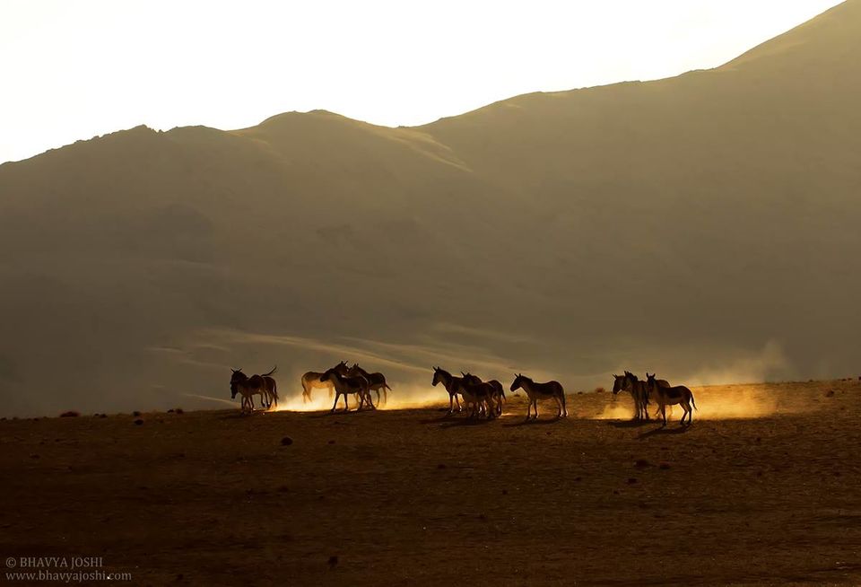 Photo of Ladakh Wildlife expedition by Bhavya Joshi