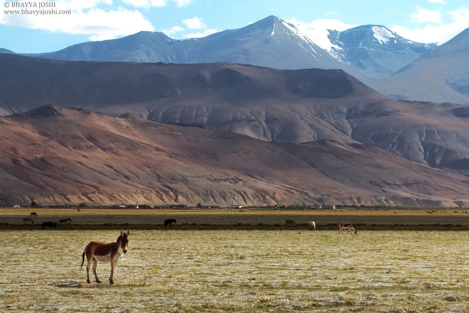 Photo of Ladakh Wildlife expedition by Bhavya Joshi