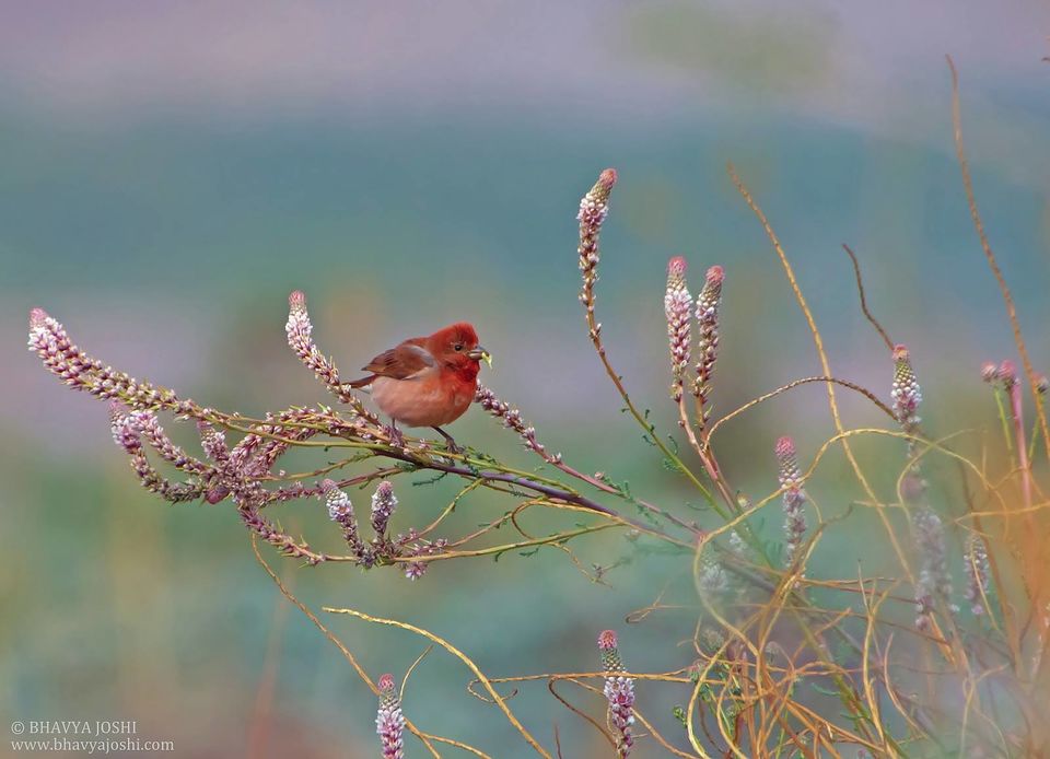 Photo of Ladakh Wildlife expedition by Bhavya Joshi