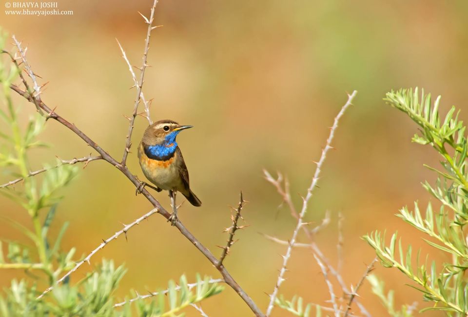 Photo of Ladakh Wildlife expedition by Bhavya Joshi