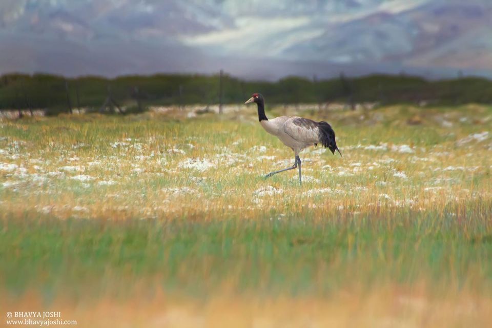 Photo of Ladakh Wildlife expedition by Bhavya Joshi