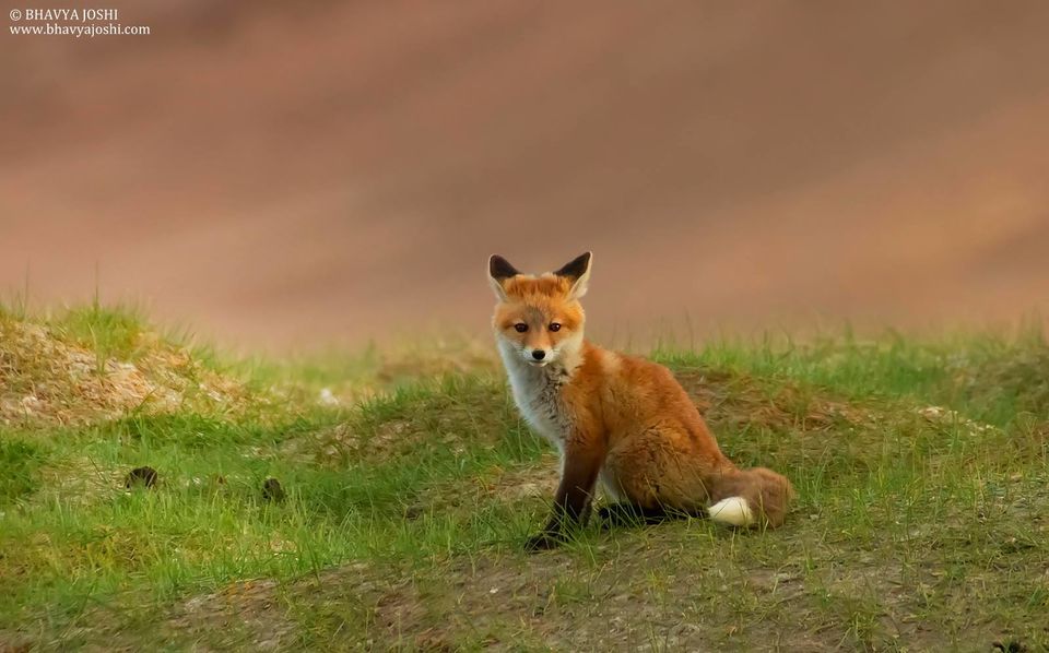 Photo of Ladakh Wildlife expedition by Bhavya Joshi