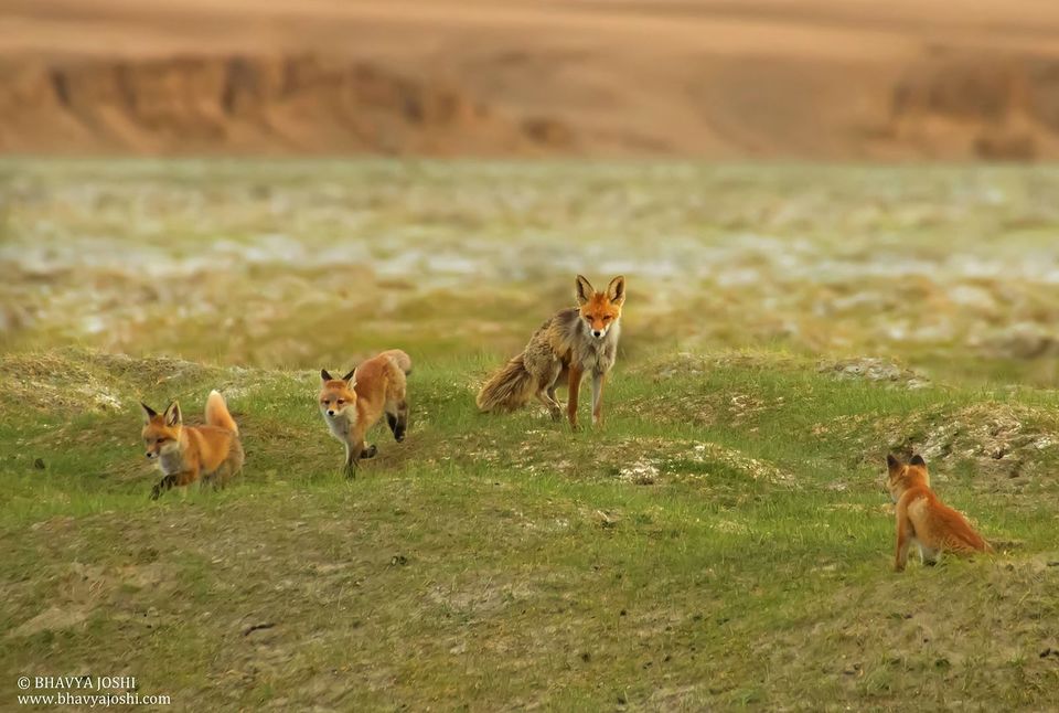 Photo of Ladakh Wildlife expedition by Bhavya Joshi