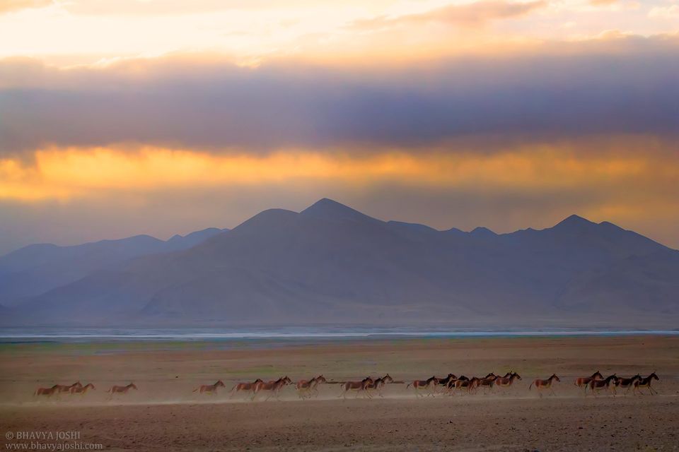 Photo of Ladakh Wildlife expedition by Bhavya Joshi