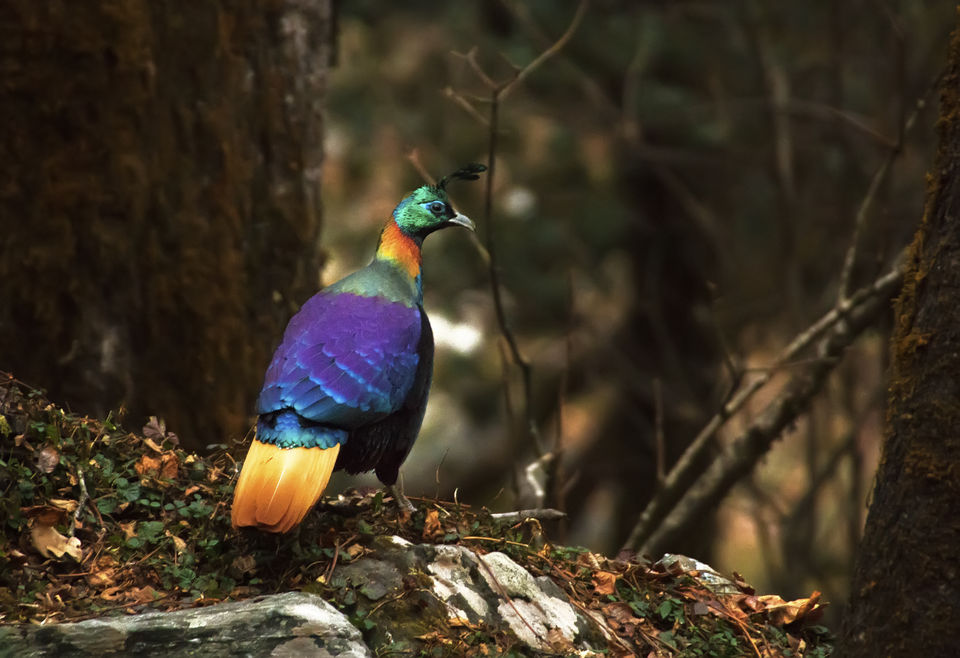 Photo of Birding in Chopta 1/18 by Bhavya Joshi