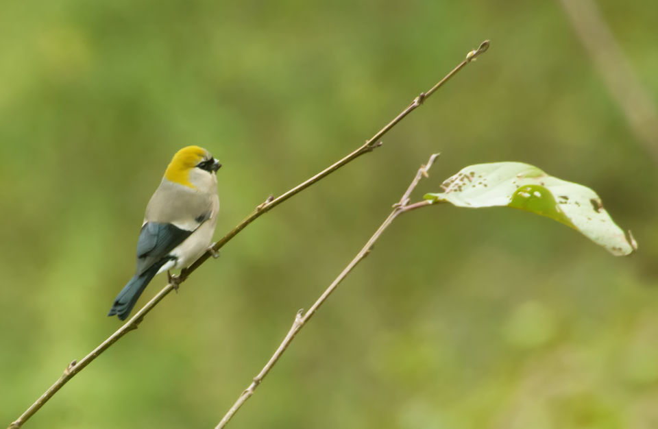 Photo of Birding in Chopta 7/18 by Bhavya Joshi