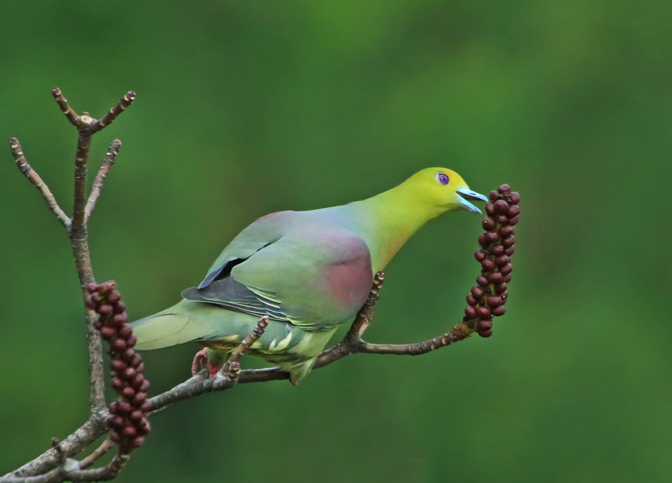 Photo of Birding in Chopta 14/18 by Bhavya Joshi