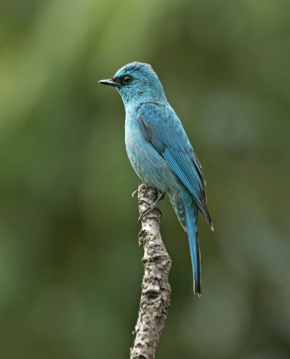 Photo of Birding in Chopta 13/18 by Bhavya Joshi