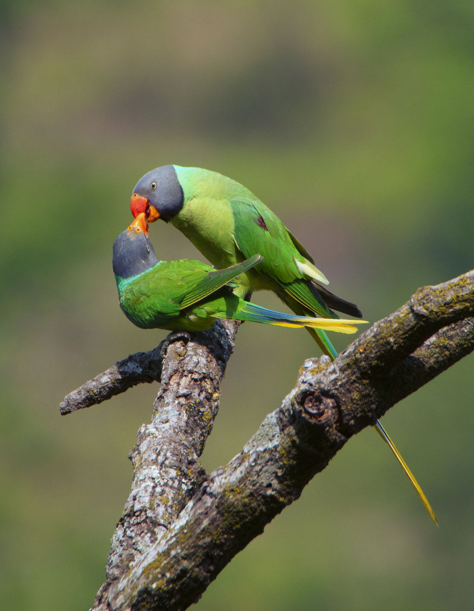 Photo of Birding in Chopta 15/18 by Bhavya Joshi