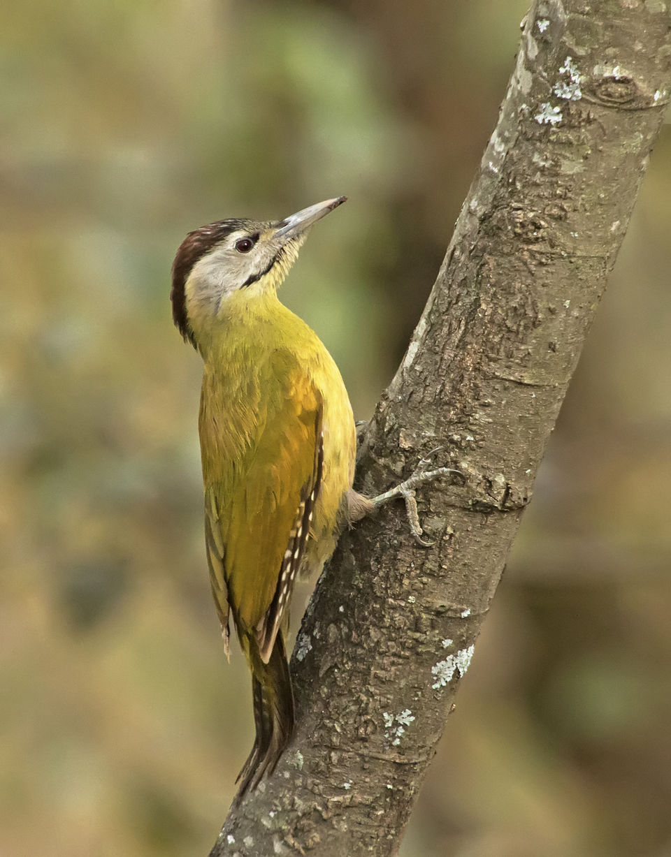 Photo of Birding in Chopta 8/18 by Bhavya Joshi