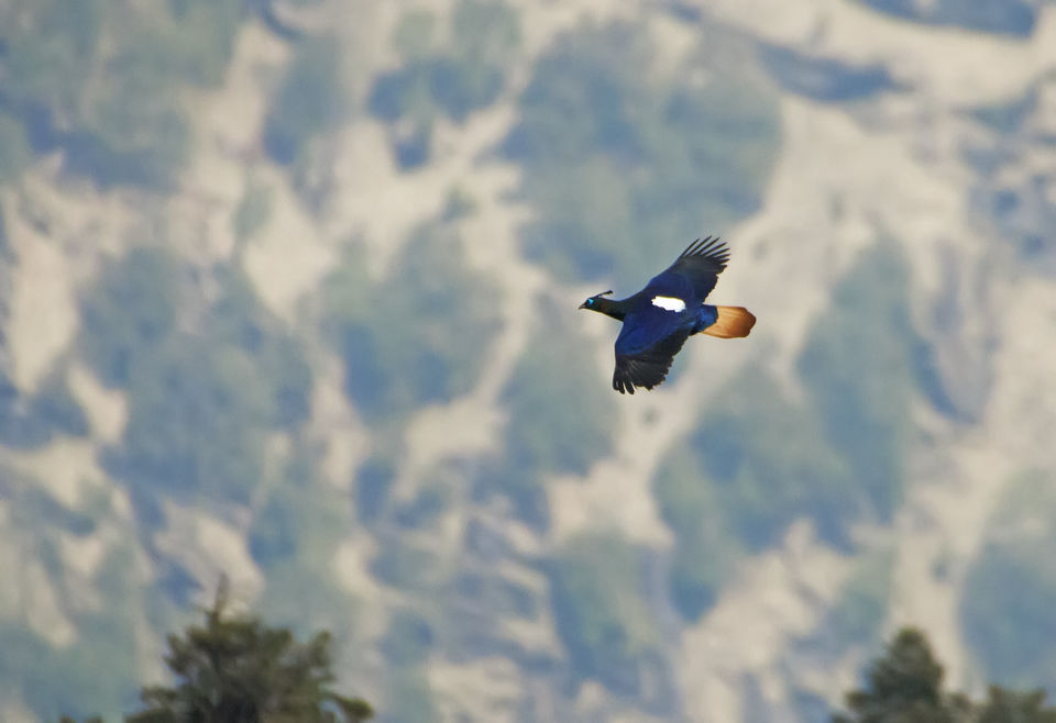 Photo of Birding in Chopta 12/18 by Bhavya Joshi