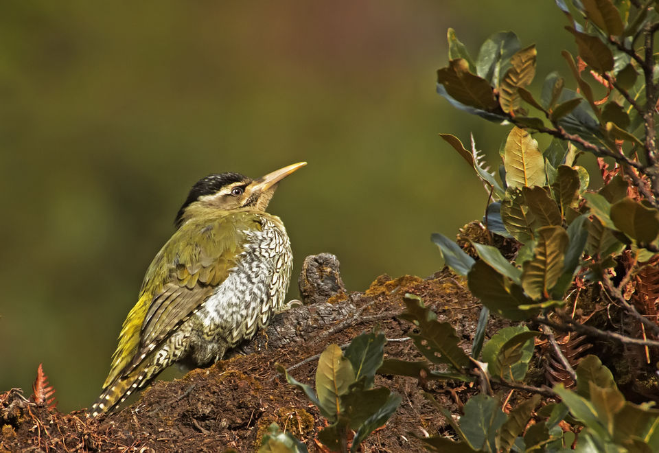 Photo of Birding in Chopta 6/18 by Bhavya Joshi