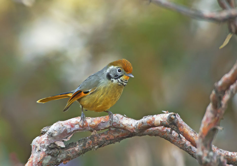 Photo of Birding in Chopta 11/18 by Bhavya Joshi