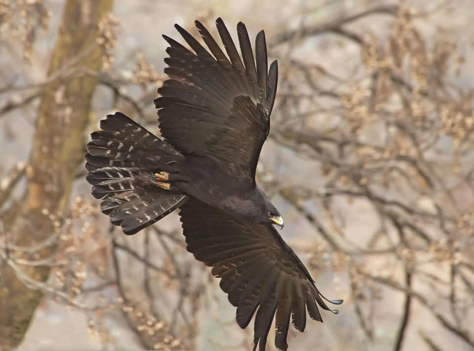 Photo of Birding in Chopta 10/18 by Bhavya Joshi