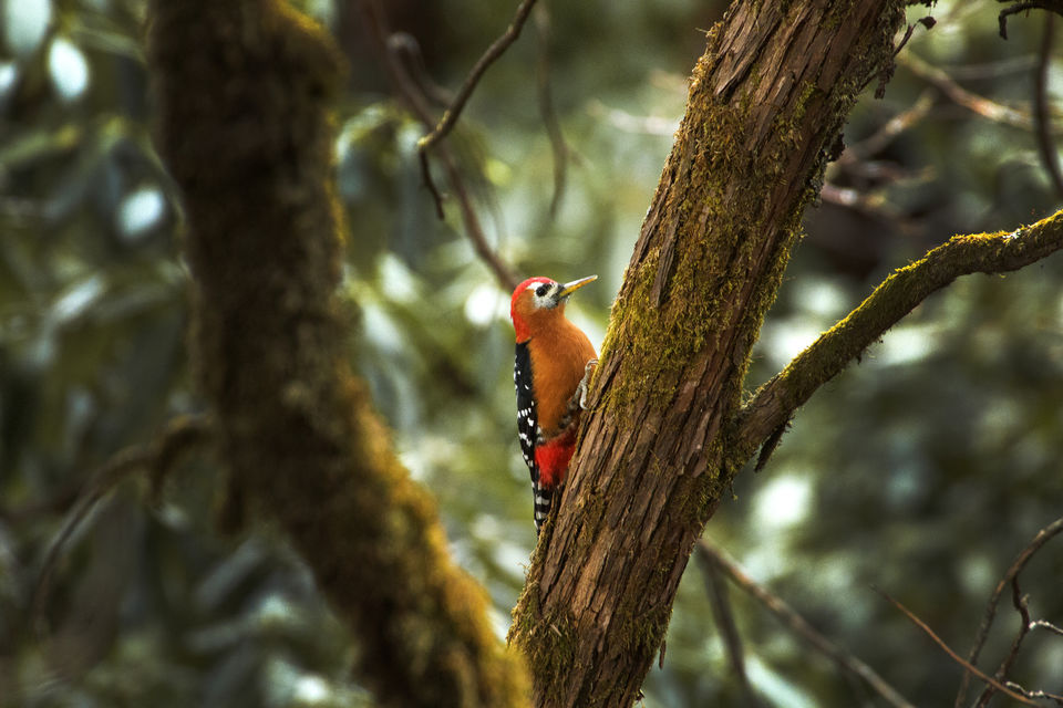 Photo of Birding in Chopta 5/18 by Bhavya Joshi