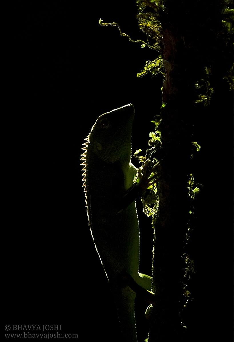 Photo of "Knock-Knock, we are here for snake"!! #TravelAdventure2019 5/14 by Bhavya Joshi