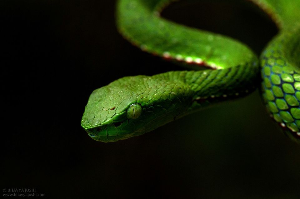 Photo of "Knock-Knock, we are here for snake"!! #TravelAdventure2019 4/14 by Bhavya Joshi