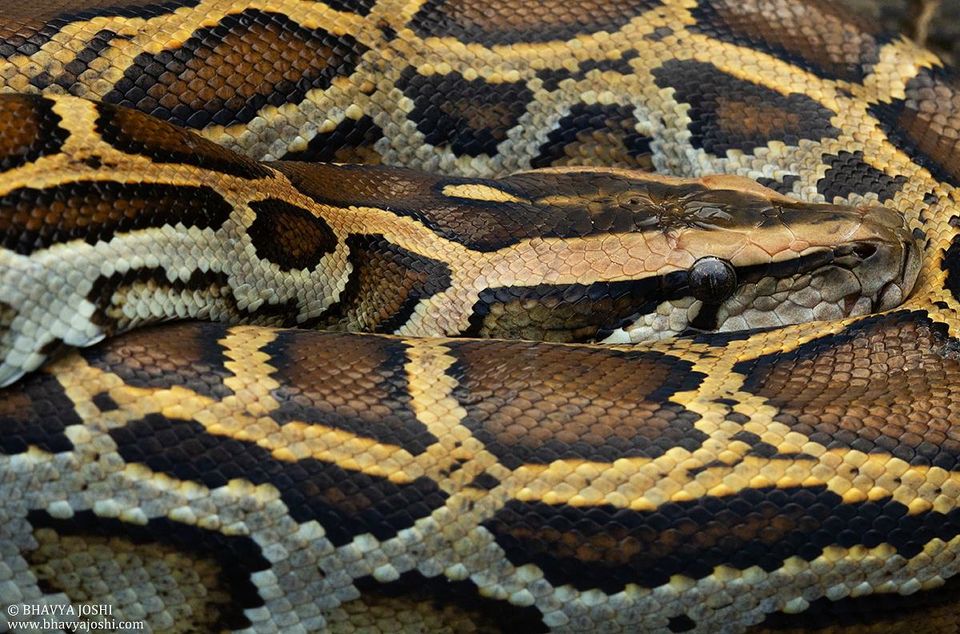 Photo of "Knock-Knock, we are here for snake"!! #TravelAdventure2019 7/14 by Bhavya Joshi