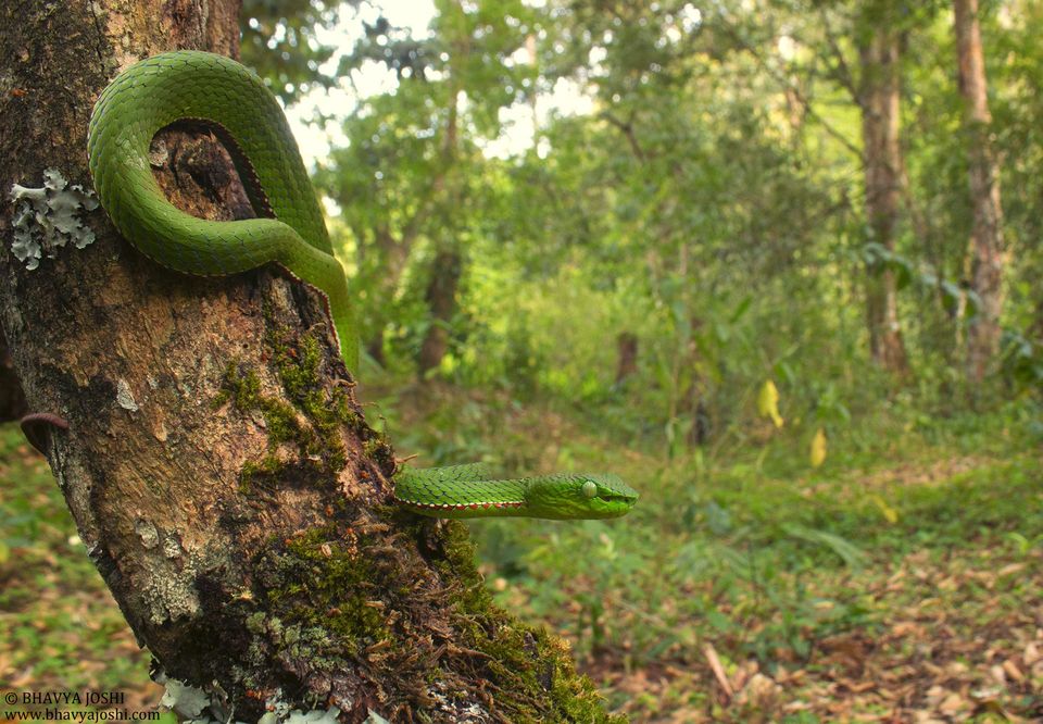 Photo of "Knock-Knock, we are here for snake"!! #TravelAdventure2019 8/14 by Bhavya Joshi