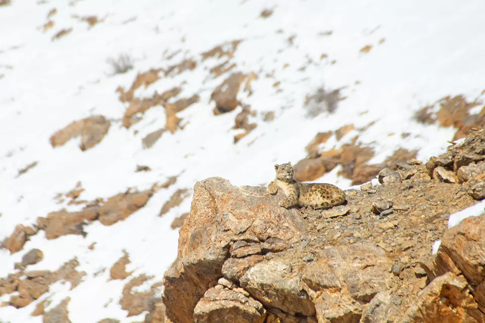 Photo of Kibber, Himachal Pradesh, India by Bhavya Joshi