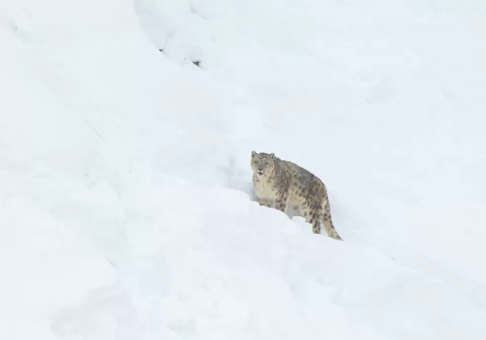 Photo of Kibber, Himachal Pradesh, India by Bhavya Joshi