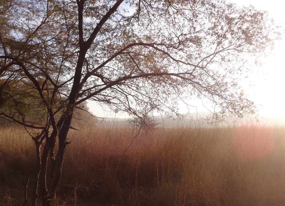 Photo of Ranthambore National Park – The Land Of Tigers 2/7 by Vijit Jindal