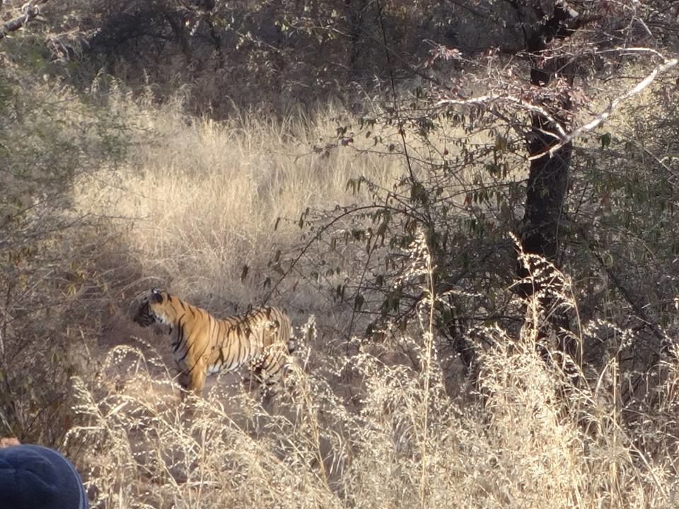 Photo of Ranthambore National Park – The Land Of Tigers 3/7 by Vijit Jindal