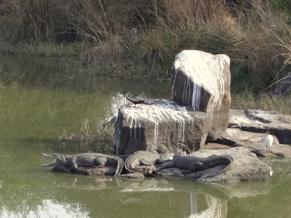 Photo of Ranthambore National Park – The Land Of Tigers 4/7 by Vijit Jindal