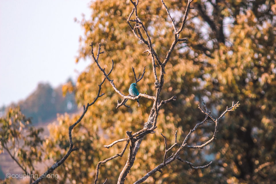 Photo of The Green Hideaway of Binsar Forest Retreat #summerescape #IssSummerBaharNikal by Priya & Raghav
