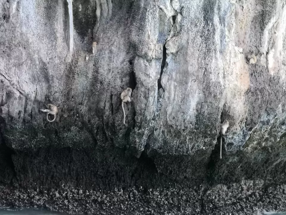 Photo of Phi Phi Islands, Krabi, Thailand by Tadasha Mishra