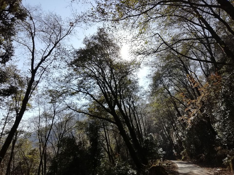 Photo of Chopta – Road to peaceful mountains... 18/31 by flying#wings