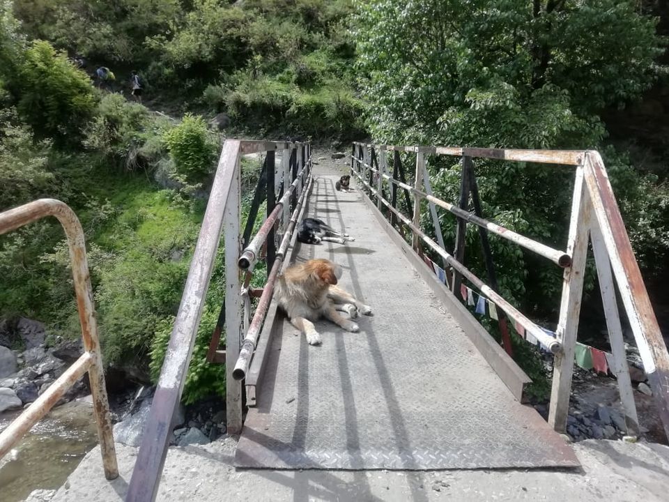Photo of Malana: Trek to a mystery village 13/16 by flying#wings