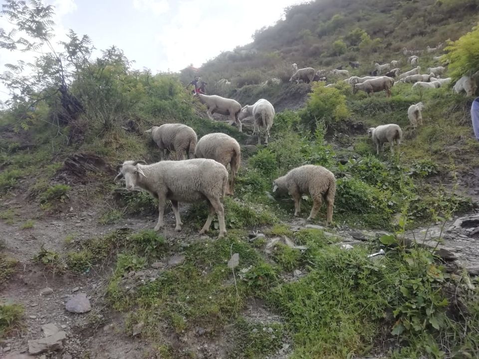 Photo of Malana: Trek to a mystery village 15/16 by flying#wings