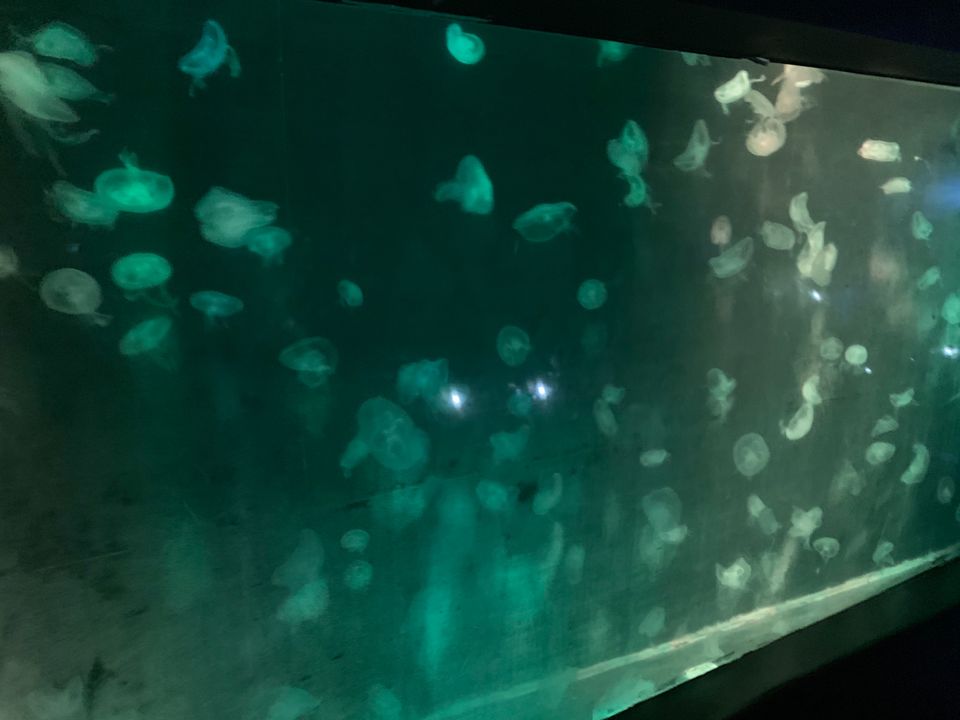 Photo of Underwater World Pattaya, Sukhumvit Road, ตำบล หนองปรือ Bang Lamung District, Chon Buri, Thailand by The Journey