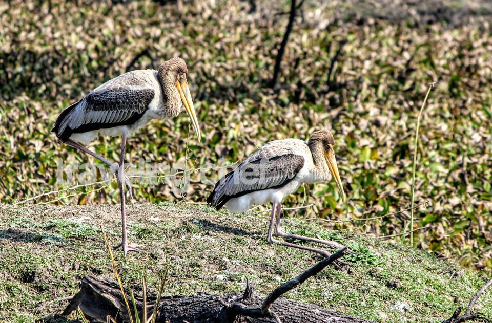 Photo of A peaceful trip to mother Nature and its beautiful Birds-Ghana Bird Sanctuary (National Park) by Traveling Chef