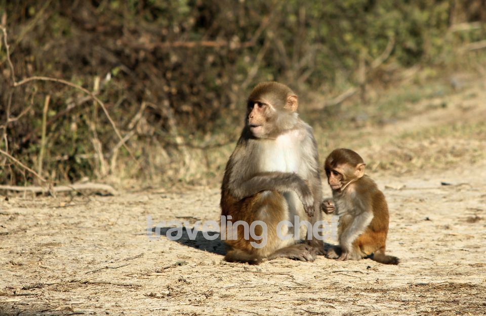 Photo of A peaceful trip to mother Nature and its beautiful Birds-Ghana Bird Sanctuary (National Park) by Traveling Chef