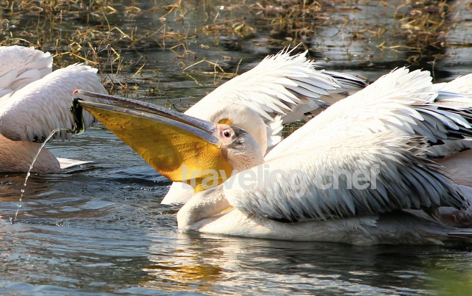Photo of A peaceful trip to mother Nature and its beautiful Birds-Ghana Bird Sanctuary (National Park) by Traveling Chef