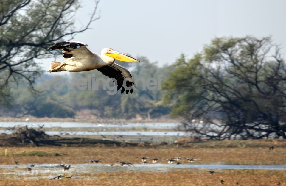 Photo of A peaceful trip to mother Nature and its beautiful Birds-Ghana Bird Sanctuary (National Park) by Traveling Chef