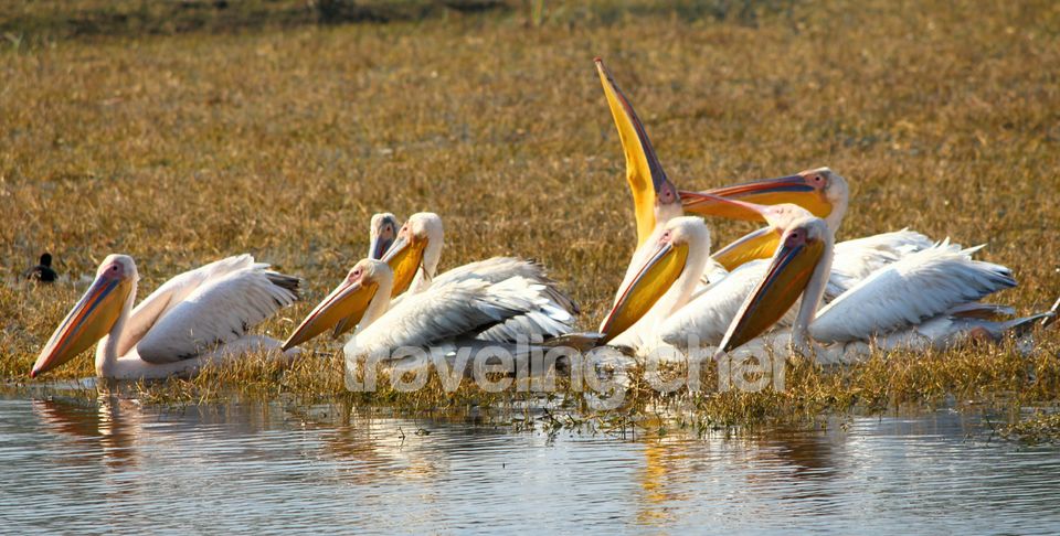 Photo of A peaceful trip to mother Nature and its beautiful Birds-Ghana Bird Sanctuary (National Park) by Traveling Chef