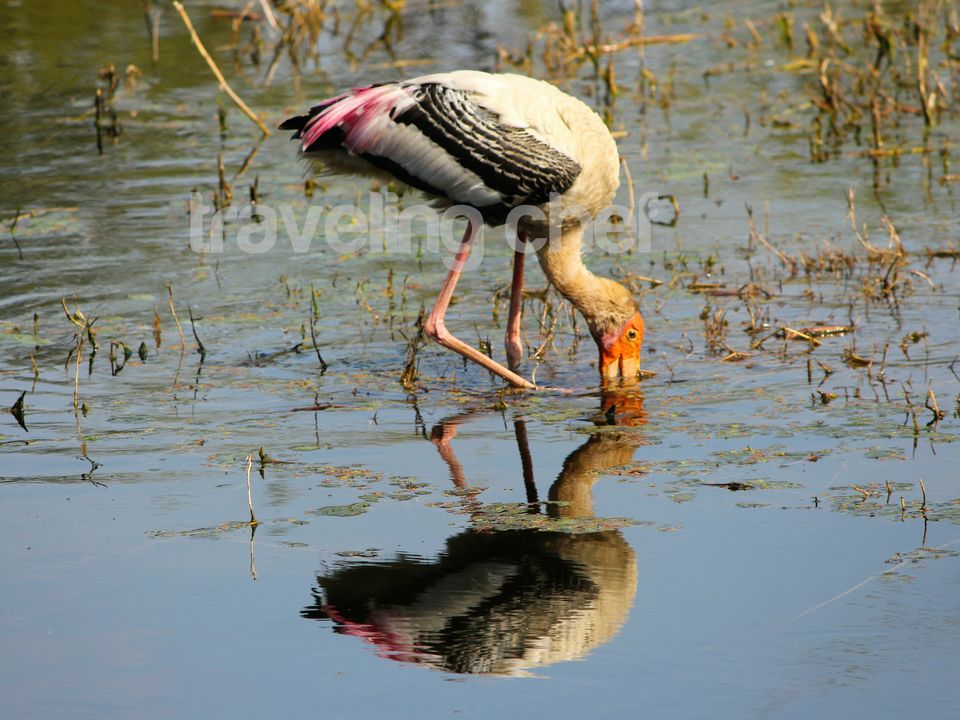 Photo of A peaceful trip to mother Nature and its beautiful Birds-Ghana Bird Sanctuary (National Park) by Traveling Chef