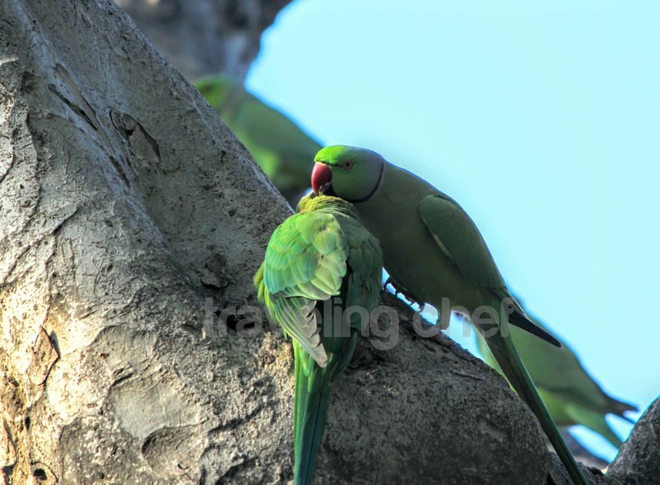 Photo of A peaceful trip to mother Nature and its beautiful Birds-Ghana Bird Sanctuary (National Park) by Traveling Chef