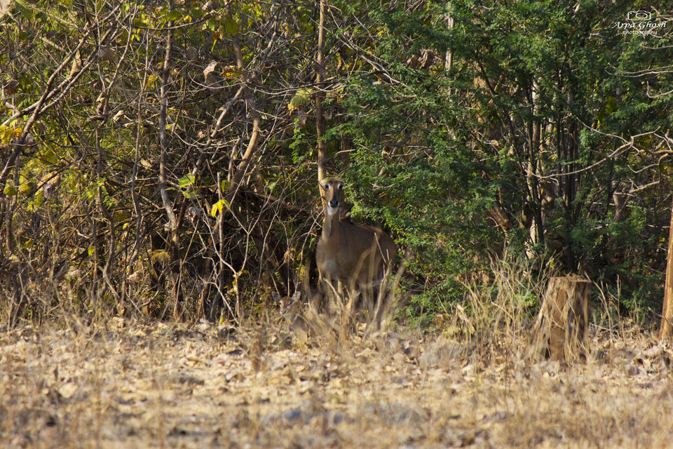 Photo of A Roadtrip to Adilabad by Madhumita Banerjee